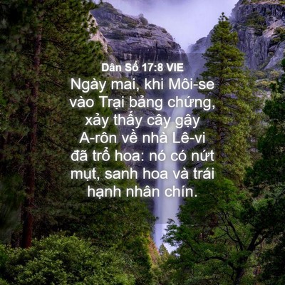 Picture 04 - Dân Số 17:8 VIE - Ngày mai, khi Môi-se vào Trại bảng - Bible Verse Picture