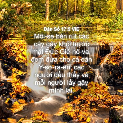 Picture 04 - Dân Số 17:9 VIE - Môi-se bèn rút các cây gậy khỏi trước - Bible Verse Picture