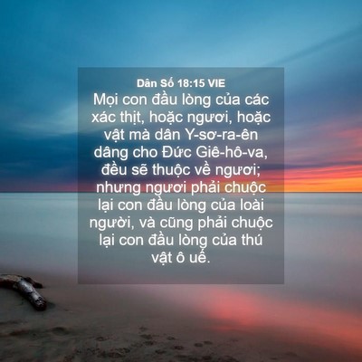 Picture 04 - Dân Số 18:15 VIE - Mọi con đầu lòng của các xác thịt, - Bible Verse Picture