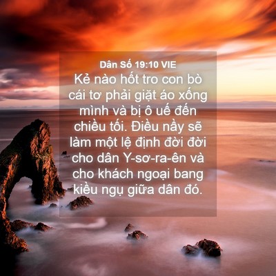 Picture 04 - Dân Số 19:10 VIE - Kẻ nào hốt tro con bò cái tơ phải - Bible Verse Picture