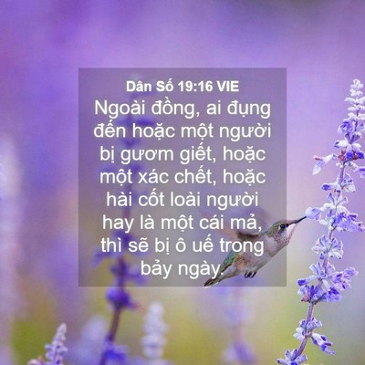 Picture 04 - Dân Số 19:16 VIE - Ngoài đồng, ai đụng đến hoặc một - Bible Verse Picture