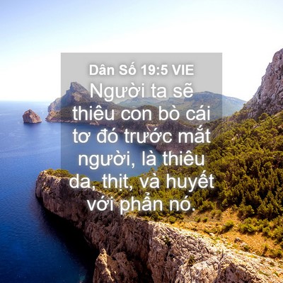 Picture 04 - Dân Số 19:5 VIE - Người ta sẽ thiêu con bò cái tơ đó - Bible Verse Picture