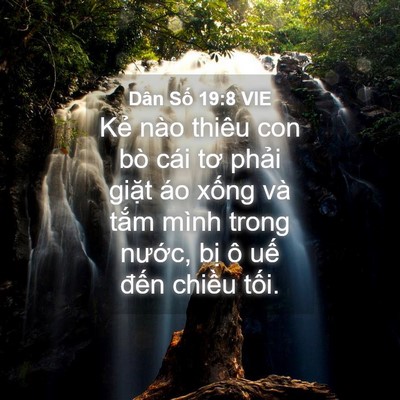 Picture 04 - Dân Số 19:8 VIE - Kẻ nào thiêu con bò cái tơ phải giặt - Bible Verse Picture