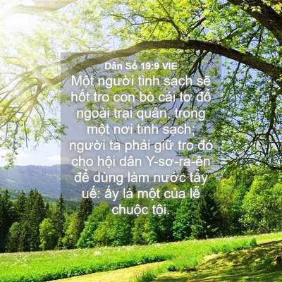 Picture 04 - Dân Số 19:9 VIE - Một người tinh sạch sẽ hốt tro con bò - Bible Verse Picture