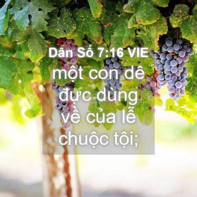 Picture 04 - Dân Số 7:16 VIE - một con dê đực dùng về của lễ - Bible Verse Picture