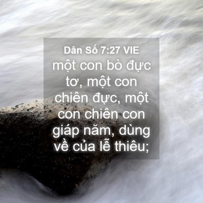 Picture 04 - Dân Số 7:27 VIE - một con bò đực tơ, một con chiên - Bible Verse Picture