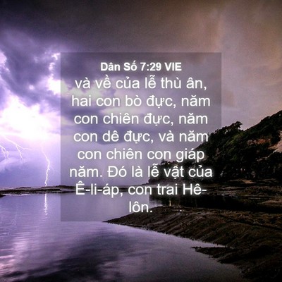 Picture 04 - Dân Số 7:29 VIE - và về của lễ thù ân, hai con bò đực, - Bible Verse Picture