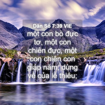 Picture 04 - Dân Số 7:39 VIE - một con bò đực tơ, một con chiên - Bible Verse Picture