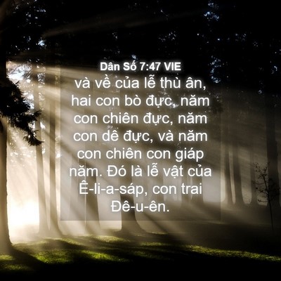 Picture 04 - Dân Số 7:47 VIE - và về của lễ thù ân, hai con bò đực, - Bible Verse Picture