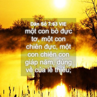 Picture 04 - Dân Số 7:63 VIE - một con bò đực tơ, một con chiên - Bible Verse Picture