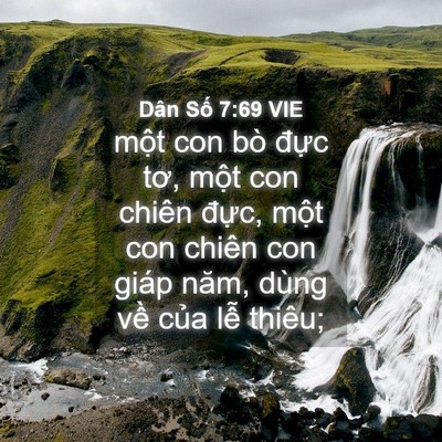 Picture 04 - Dân Số 7:69 VIE - một con bò đực tơ, một con chiên - Bible Verse Picture