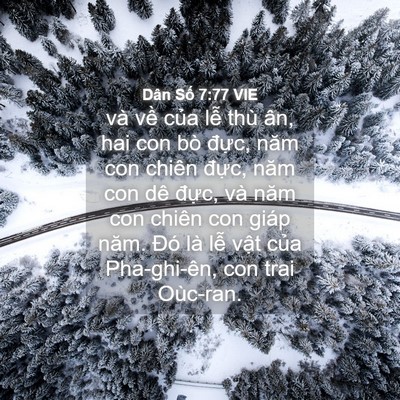 Picture 04 - Dân Số 7:77 VIE - và về của lễ thù ân, hai con bò đực, - Bible Verse Picture