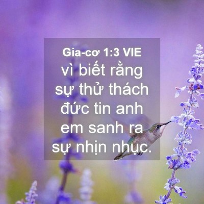 Picture 04 - Gia-cơ 1:3 VIE - vì biết rằng sự thử thách đức tin - Bible Verse Picture