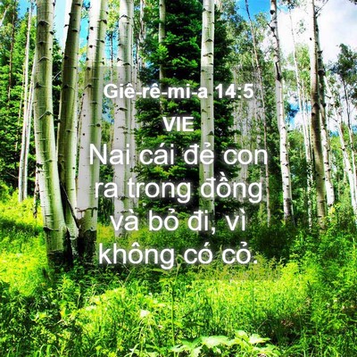 Picture 04 - Giê-rê-mi-a 14:5 VIE - Nai cái đẻ con ra trong đồng và bỏ đi, - Bible Verse Picture