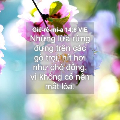 Picture 04 - Giê-rê-mi-a 14:6 VIE - Những lừa rừng đứng trên các gò - Bible Verse Picture