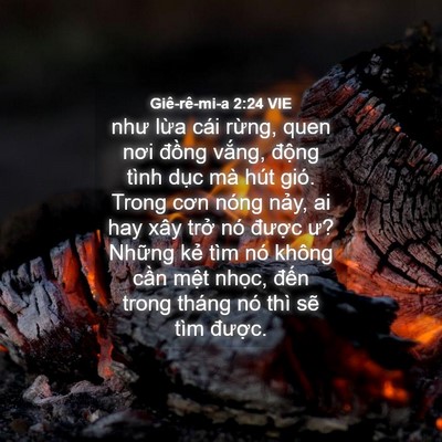 Picture 04 - Giê-rê-mi-a 2:24 VIE - như lừa cái rừng, quen nơi đồng vắng, - Bible Verse Picture