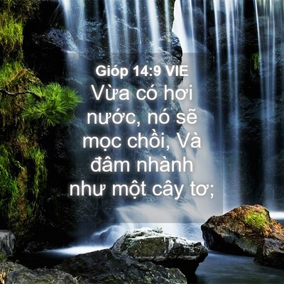 Picture 04 - Gióp 14:9 VIE - Vừa có hơi nước, nó sẽ mọc chồi, - Bible Verse Picture
