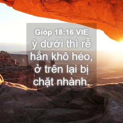 Picture 04 - Gióp 18:16 VIE - ỳ dưới thì rễ hắn khô héo, ở trên - Bible Verse Picture
