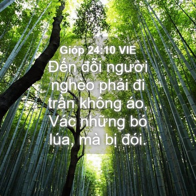 Picture 04 - Gióp 24:10 VIE - Đến đỗi người nghèo phải đi trần - Bible Verse Picture