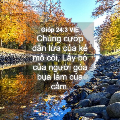 Picture 04 - Gióp 24:3 VIE - Chúng cướp dẫn lừa của kẻ mồ côi, - Bible Verse Picture