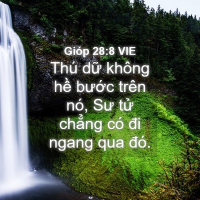 Picture 04 - Gióp 28:8 VIE - Thú dữ không hề bước trên nó, Sư tử - Bible Verse Picture