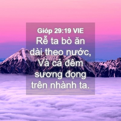Picture 04 - Gióp 29:19 VIE - Rễ ta bò ăn dài theo nước, Và cả đêm - Bible Verse Picture