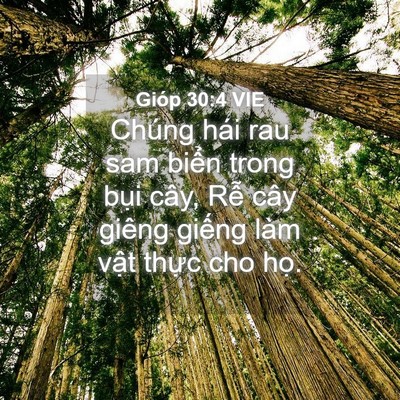 Picture 04 - Gióp 30:4 VIE - Chúng hái rau sam biển trong bụi cây, Rễ - Bible Verse Picture