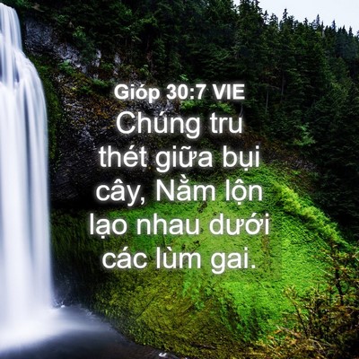 Picture 04 - Gióp 30:7 VIE - Chúng tru thét giữa bụi cây, Nằm lộn - Bible Verse Picture