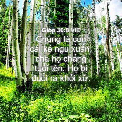 Picture 04 - Gióp 30:8 VIE - Chúng là con cái kẻ ngu xuẩn, cha họ - Bible Verse Picture