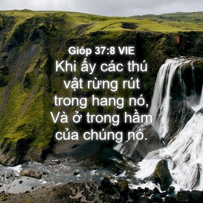 Picture 04 - Gióp 37:8 VIE - Khi ấy các thú vật rừng rút trong hang - Bible Verse Picture