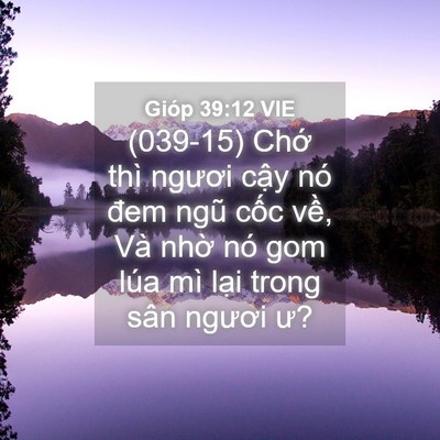 Picture 04 - Gióp 39:12 VIE - (039-15) Chớ thì ngươi cậy nó đem ngũ - Bible Verse Picture