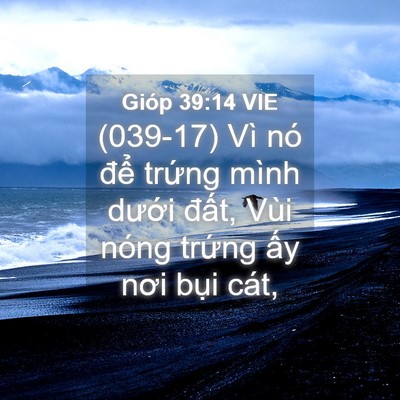 Picture 04 - Gióp 39:14 VIE - (039-17) Vì nó để trứng mình dưới - Bible Verse Picture