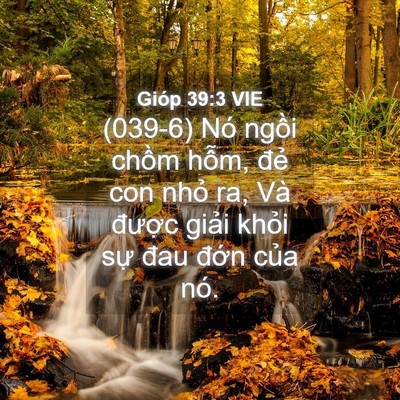 Picture 04 - Gióp 39:3 VIE - (039-6) Nó ngồi chồm hỗm, đẻ con nhỏ - Bible Verse Picture