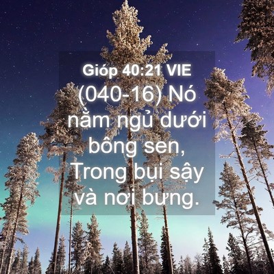 Picture 04 - Gióp 40:21 VIE - (040-16) Nó nằm ngủ dưới bông sen, Trong - Bible Verse Picture