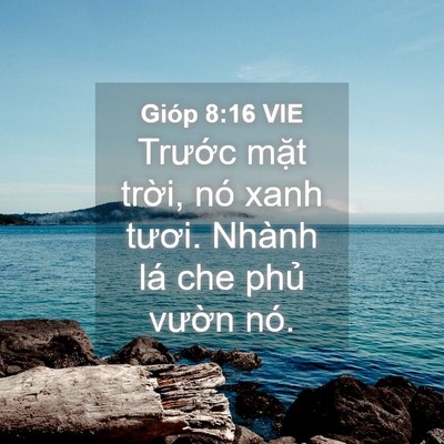 Picture 04 - Gióp 8:16 VIE - Trước mặt trời, nó xanh tươi. Nhành - Bible Verse Picture