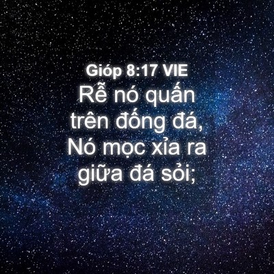 Picture 04 - Gióp 8:17 VIE - Rễ nó quấn trên đống đá, Nó mọc - Bible Verse Picture
