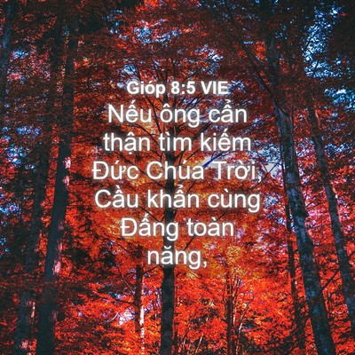 Picture 04 - Gióp 8:5 VIE - Nếu ông cẩn thận tìm kiếm Đức Chúa - Bible Verse Picture