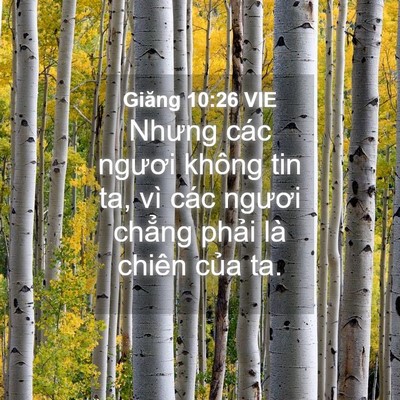 Picture 04 - Giăng 10:26 VIE - Nhưng các ngươi không tin ta, vì các - Bible Verse Picture