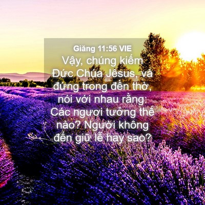 Picture 04 - Giăng 11:56 VIE - Vậy, chúng kiếm Đức Chúa Jêsus, và - Bible Verse Picture