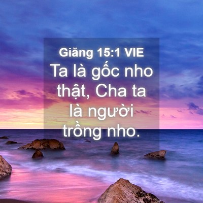 Picture 04 - Giăng 15:1 VIE - Ta là gốc nho thật, Cha ta là người - Bible Verse Picture