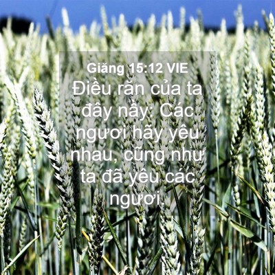 Picture 04 - Giăng 15:12 VIE - Điều răn của ta đây nầy: Các ngươi - Bible Verse Picture