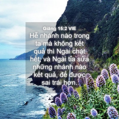 Picture 04 - Giăng 15:2 VIE - Hễ nhánh nào trong ta mà không kết quả - Bible Verse Picture