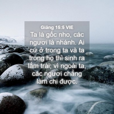 Picture 04 - Giăng 15:5 VIE - Ta là gốc nho, các ngươi là nhánh. Ai - Bible Verse Picture