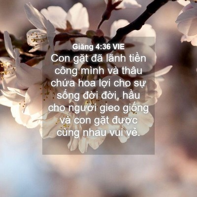 Picture 04 - Giăng 4:36 VIE - Con gặt đã lãnh tiền công mình và thâu - Bible Verse Picture
