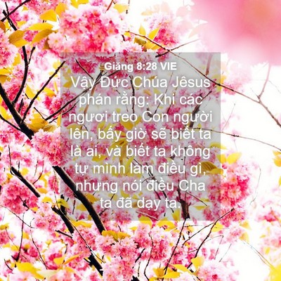 Picture 04 - Giăng 8:28 VIE - Vậy Đức Chúa Jêsus phán rằng: Khi các - Bible Verse Picture