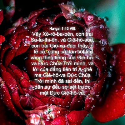 Picture 04 - Ha-gai 1:12 VIE - Vậy Xô-rô-ba-bên, con trai Sa-la-thi-ên, - Bible Verse Picture