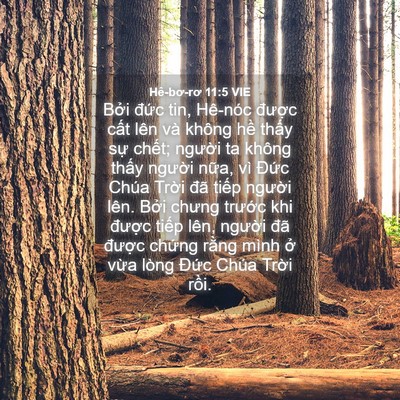 Picture 04 - Hê-bơ-rơ 11:5 VIE - Bởi đức tin, Hê-nóc được cất lên - Bible Verse Picture