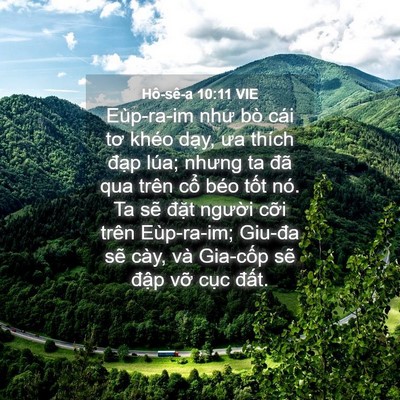 Picture 04 - Hô-sê-a 10:11 VIE - Eùp-ra-im như bò cái tơ khéo dạy, ưa - Bible Verse Picture