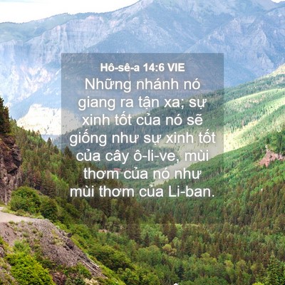 Picture 04 - Hô-sê-a 14:6 VIE - Những nhánh nó giang ra tận xa; sự xinh - Bible Verse Picture