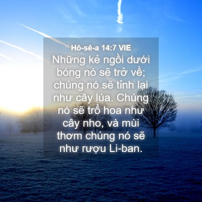 Picture 04 - Hô-sê-a 14:7 VIE - Những kẻ ngồi dưới bóng nó sẽ trở - Bible Verse Picture
